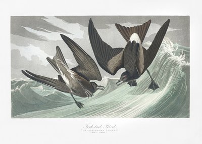 Gabelschwanz-Sturmtaucher aus Birds of America (1827) von John James Audubon