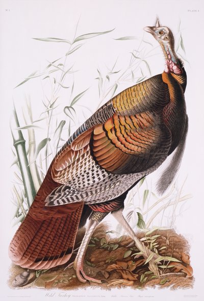 Großer amerikanischer Hahn oder Wildtruthahn von John James Audubon