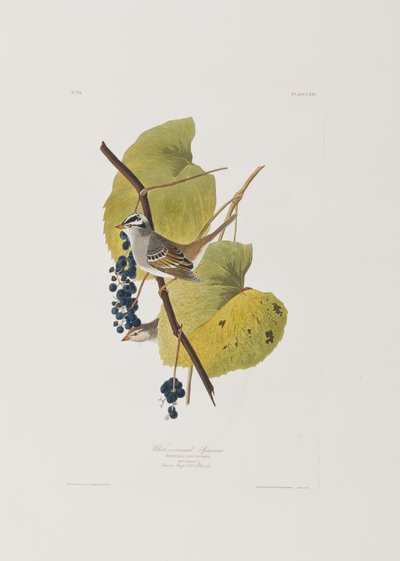 Illustration aus 