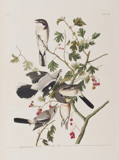 Illustration aus 