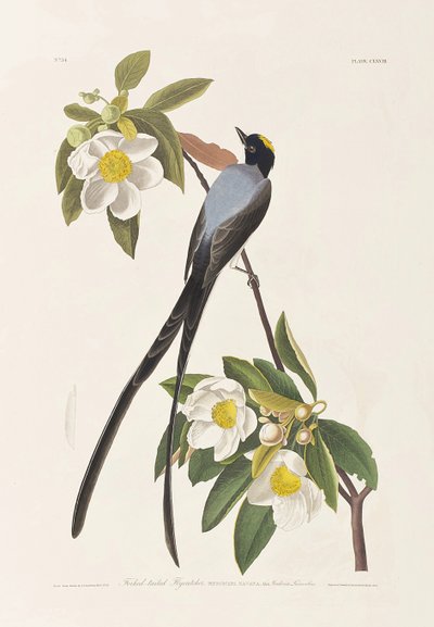 Illustration aus 