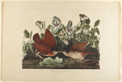 Key-West-Taube von John James Audubon