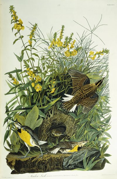 Wiesenlerche, 1832 von John James Audubon