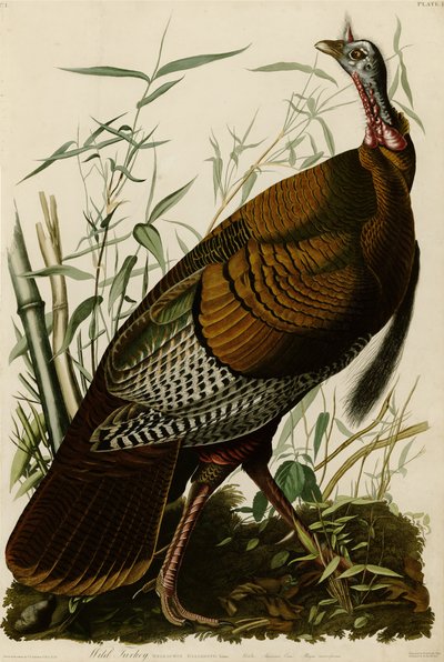 Tafel 1 von Birds of America, die einen Wilden Truthahn darstellt von John James Audubon
