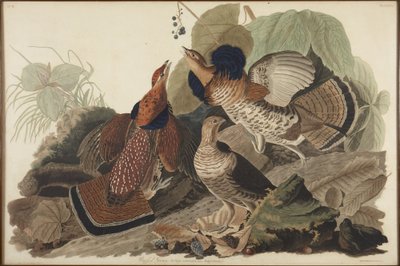 Kragenhuhn von John James Audubon