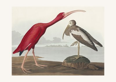 Scharlachsichler aus Birds of America (1827) von John James Audubon