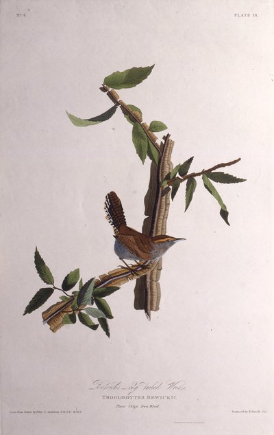 Der Bewicks-Zaunkönig. Aus Die Vögel Amerikas von John James Audubon