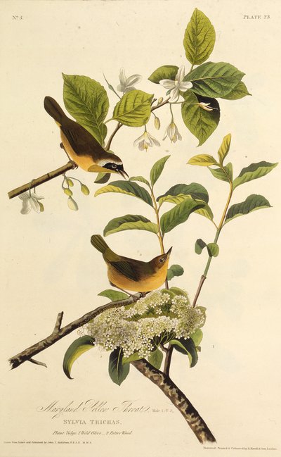 Der Maryland-Waldsänger. Aus Die Vögel Amerikas, 1827-1838 von John James Audubon