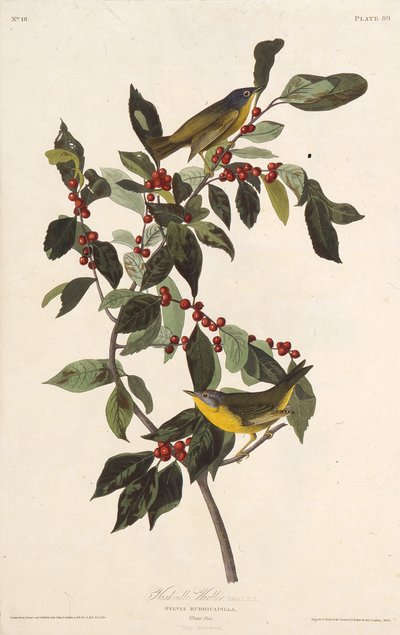Der Nashville-Waldsänger. Aus Die Vögel Amerikas von John James Audubon