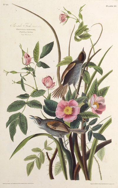 Der Küstenfink. Aus Die Vögel Amerikas, 1827-1838 von John James Audubon