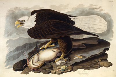 Der Weißkopfseeadler. Aus Die Vögel Amerikas von John James Audubon
