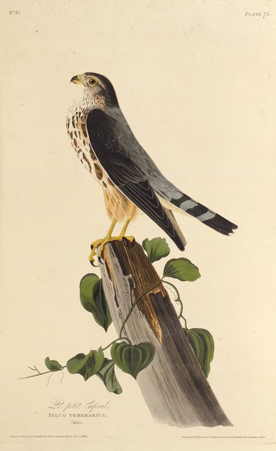 Der Merlin. Aus Die Vögel Amerikas, 1827-1838 von John James Audubon
