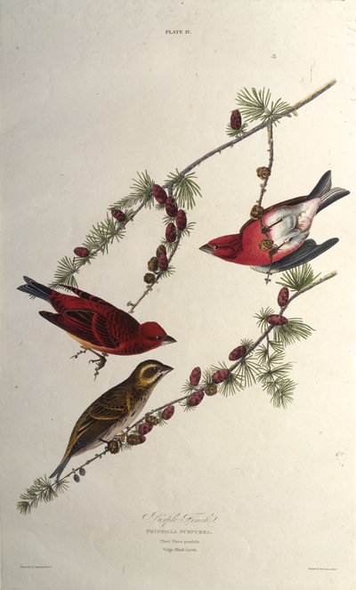 Der Purpurfink. Aus Die Vögel Amerikas, 1827-1838 von John James Audubon