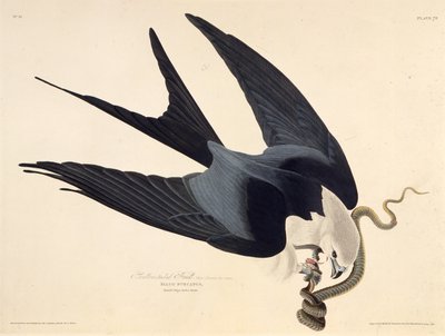 Der Schwalbenschwanzmilan. Aus Die Vögel Amerikas, 1827-1838 von John James Audubon