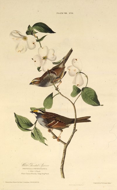 Der Weißkehlspatz. Aus Die Vögel Amerikas, 1827-1838 von John James Audubon