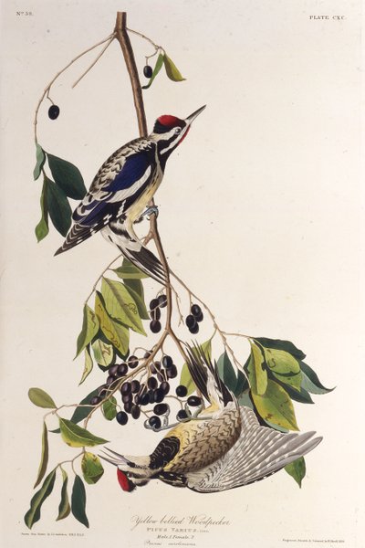Der Gelbbauch-Saftlecker. Aus Die Vögel Amerikas, 1827-1838 von John James Audubon