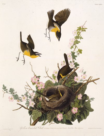 Der Gelbbrust-Waldsänger. Aus Die Vögel Amerikas, 1827-1838 von John James Audubon