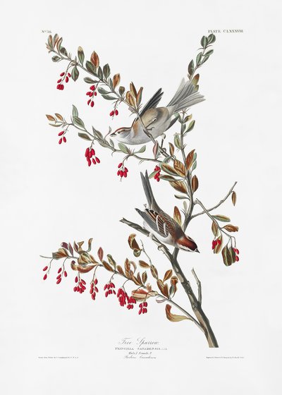 Baumsperling aus Birds of America (1827) von John James Audubon