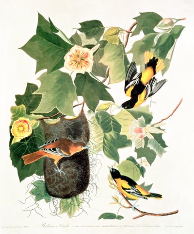Tulpenbaum: Liriodendron tulipifera, aus 