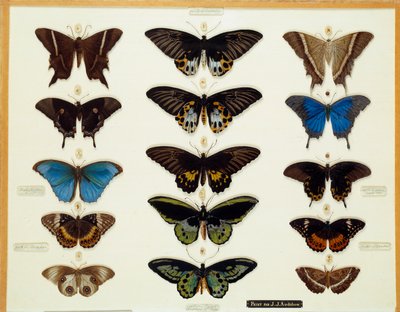 Zoologie: Platte mit Schmetterlingen, auf Glas gemalt von John James Audubon