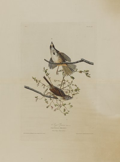 Singammer, aus Birds of America, graviert von Robert Havell (1793-1878) von John James after Audubon
