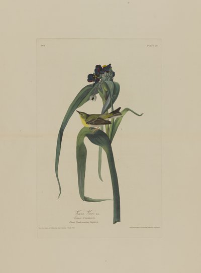 Vigers Vireo, aus Birds of America, graviert von Robert Havell (1793-1878) von John James after Audubon