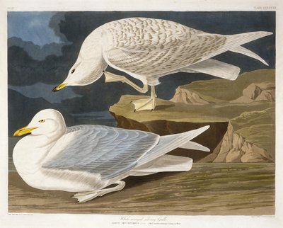 Weißflügelige Silbermöwe, graviert von Robert Havell, Jr., 1835 von John James after Audubon
