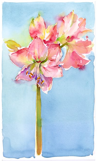 Amaryllis mit aquafarbenem Hintergrund von John Keeling