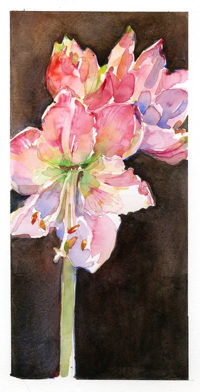 Amaryllis mit braunem Hintergrund von John Keeling