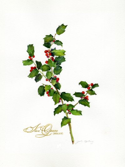 Stechpalme botanisch, 2013 von John Keeling