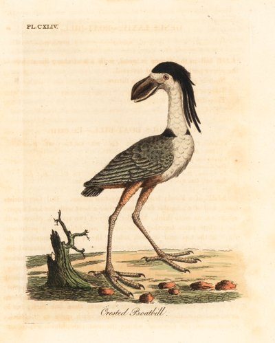 Bootsschnabelreiher, Cochlearius cochlearius (Kammbootsschnabel oder Aschgrauer Bootsschnabel, Cancroma cochlearia) von John Latham