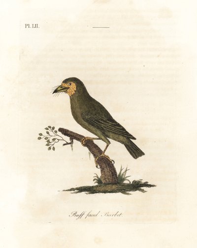 Braunkopf-Bartvogel, Megalaima zeylanica? Handkolorierte Kupferplatte gezeichnet und graviert von John Latham aus seiner eigenen 