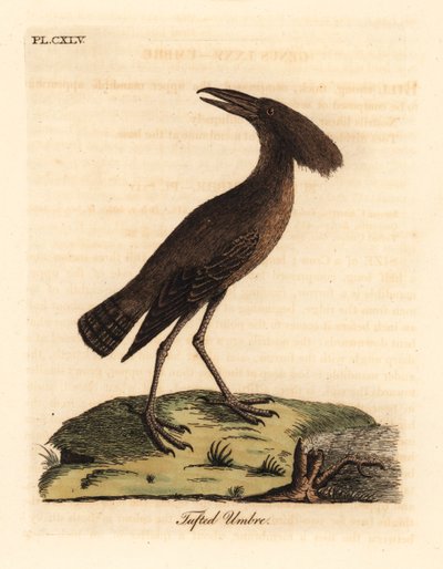 Hammerkopf, Scopus umbretta. Handkolorierte Kupferstichzeichnung und -gravur von John Latham aus seinem eigenen A General History of Birds, Winchester von John Latham