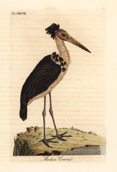 Kleiner Adjutant, Leptoptilos javanicus. Gefährdet. (Modun-Schädel.) Handkolorierter Kupferstich gezeichnet und graviert von John Latham aus seiner eigenen 