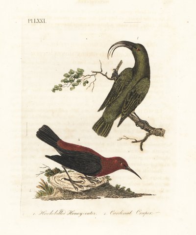 Kleiner Akialoa, Hemignathus obscurus (ausgestorben) und Kardinal-Myzomela, Myzomela cardinalis. (Hakenschnabel-Honigfresser, Certhia obscura, heimisch auf Hawaii, und Kardinal-Honigfresser, Certhia cardinalis, heimisch auf Tanna, Vanuatu.) Handkolorierte  von John Latham