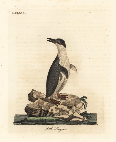 Zwergpinguin, Eudyptula minor, oder Weißflügelpinguin, Eudyptula minor albosignata. Handkolorierte Kupferstichzeichnung und -gravur von John Latham aus seinem eigenen A General History of Birds, Winchester von John Latham