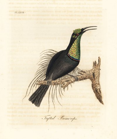 Prächtiger Gewehrvogel, Ptiloris magnificus (Büschelpromerops). Gezeichnet nach einem Exemplar im Bullock