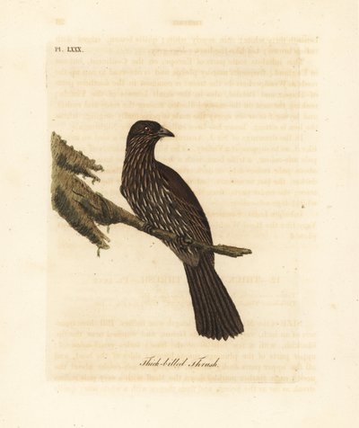 Neuseeland Südinsel Piopio, Turnagra capensis. Ausgestorben. (Dickschabeldrossel, Turdus crassirostris.) Handkolorierte Kupferplatte gezeichnet und graviert von John Latham aus seiner eigenen 