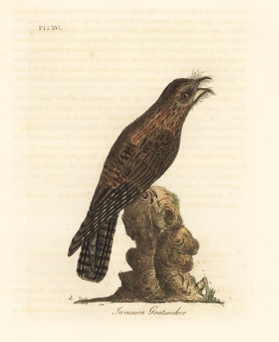 Jamaika-Potoo, Nyctibius jamaicensis. Handkolorierte Kupferstichzeichnung und -gravur von John Latham aus seinem eigenen A General History of Birds, Winchester von John Latham