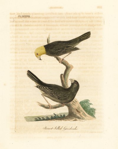 Or, Psittirostra psittacea, Männchen (oben) und Weibchen. Kritisch gefährdet, möglicherweise ausgestorben. (Papageienschnabel-Grosbeak, Loxia psittacea). Handkolorierte Kupferplatte gezeichnet und graviert von John Latham aus seiner eigenen A General Histo von John Latham