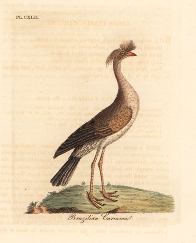 Rotbeinige Seriema oder Haubenseriema, Cariama cristata. Handkolorierte Kupferstichzeichnung und -gravur von John Latham aus seinem eigenen A General History of Birds, Winchester von John Latham