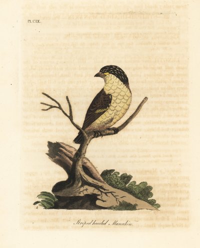 Gestreifter Pardalote, Pardalotus striatus (Gestreifter Manakin, Pipra striata) von John Latham