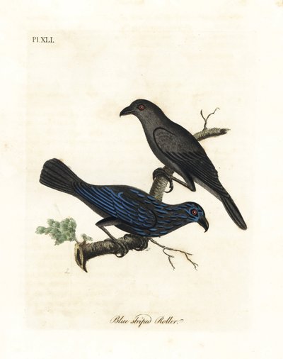 Gestreifter Star, Aplonis striata. Handkolorierte Kupferstichzeichnung und -gravur von John Latham aus seiner eigenen A General History of Birds, Winchester von John Latham