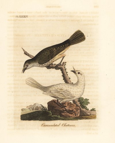 Weißer Glockenvogel, Procnias albus, männlich und weiblich (Warzenklapper, Ampelis carunculata). Handkolorierte Kupferplatte gezeichnet und graviert von John Latham aus seiner eigenen A General History of Birds, Winchester von John Latham