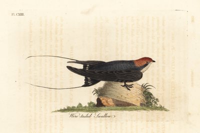Drahtschwanz-Schwalbe, Hirundo smithii. Handkolorierte Kupferstichzeichnung und -gravur von John Latham aus seinem eigenen A General History of Birds, Winchester von John Latham