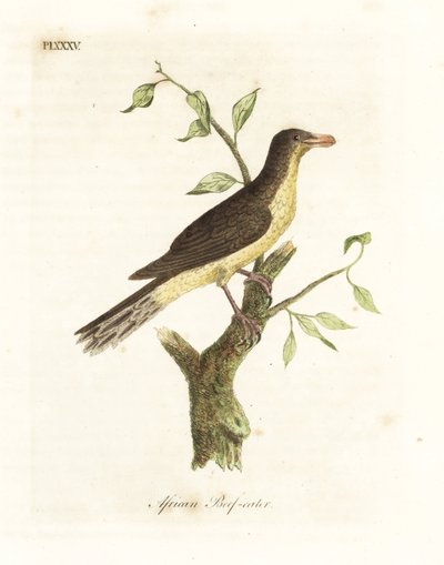 Gelbschnabel-Madenhacker, Buphagus africanus. Handkolorierte Kupferstichzeichnung und -gravur von John Latham aus seiner eigenen A General History of Birds, Winchester von John Latham