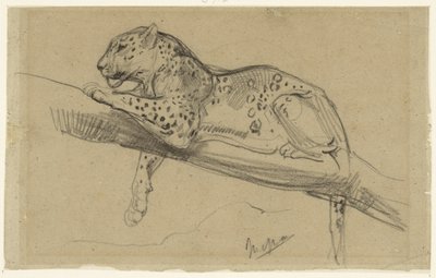 Studie eines Leoparden, liegend auf einem Ast von John Macallan Swan