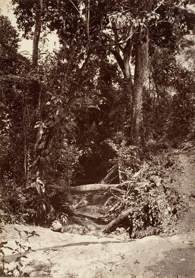 Tropische Landschaft, Der Bach El Bano, Chipigana, 1871 von John Moran