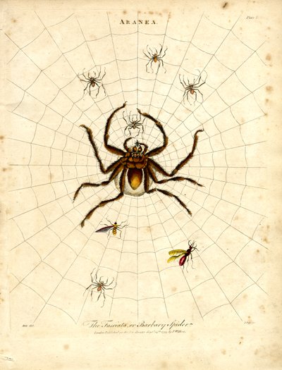 ARANEA: Die Fasciata oder Barbarenspinne von John Pass