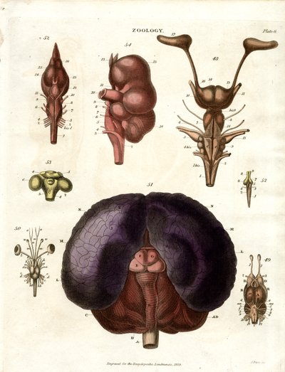 Anatomische Illustrationen von Gehirn und Nervensystem (Tafel 6) von John Pass